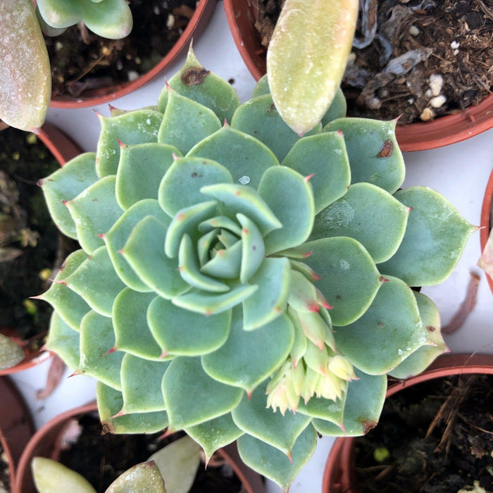 Buy Echeveria agavoides (Molded Wax Agave) online UK