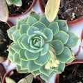 Buy Echeveria agavoides (Molded Wax Agave) online UK