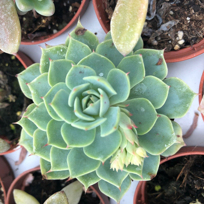 Buy Echeveria agavoides (Molded Wax Agave) online UK