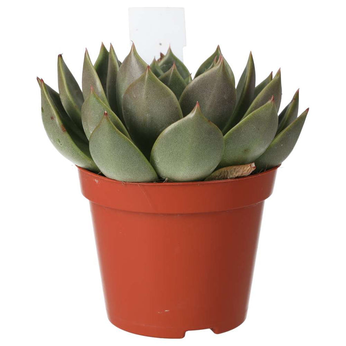 Buy Echeveria agavoides (Molded Wax Agave) online UK