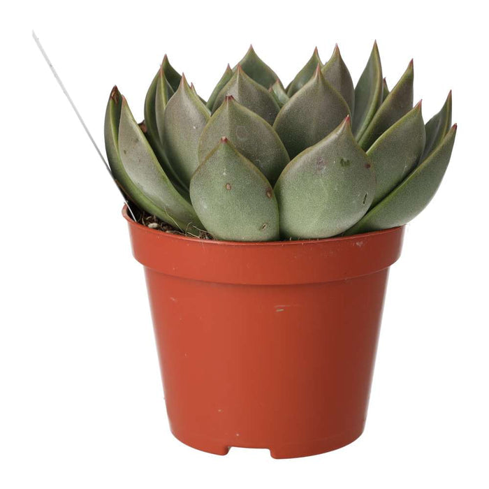 Buy Echeveria agavoides (Molded Wax Agave) online UK