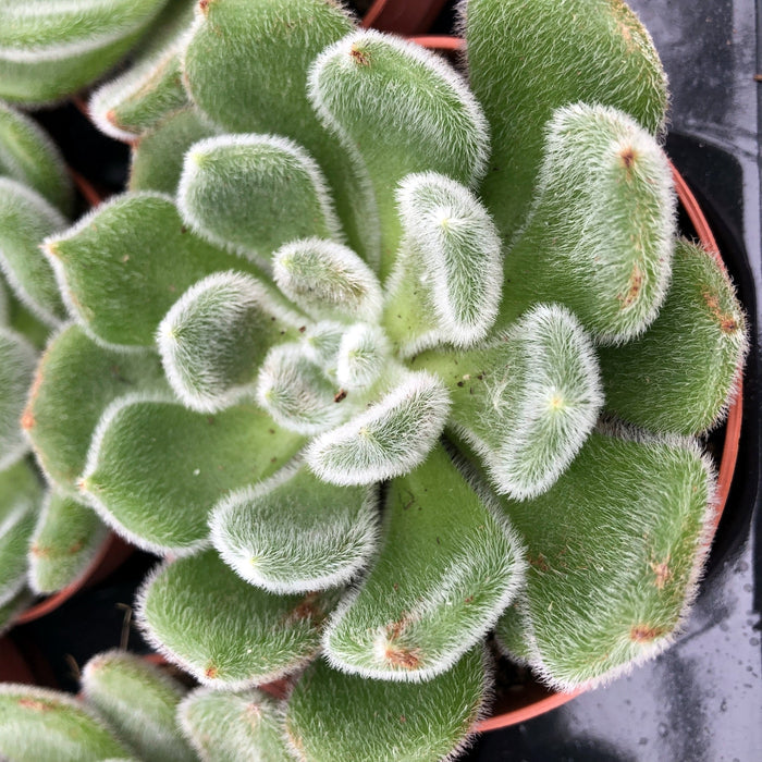 Buy Echeveria setosa (Mexican Fire Cracker) online UK