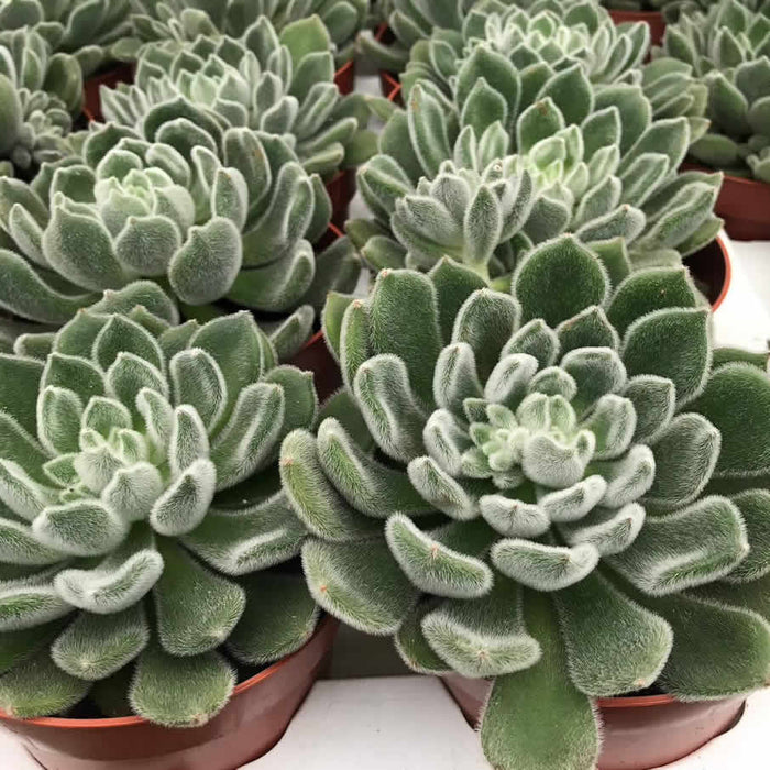 Buy Echeveria setosa (Mexican Fire Cracker) online UK
