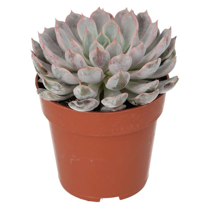 Buy Echeveria setosa (Mexican Fire Cracker) online UK