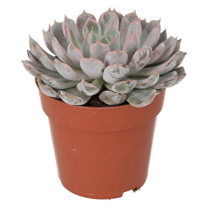 Buy Echeveria setosa (Mexican Fire Cracker) online UK