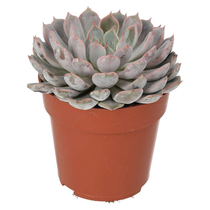 Buy Echeveria setosa (Mexican Fire Cracker) online UK