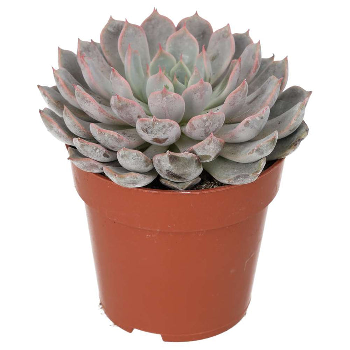 Buy Echeveria setosa (Mexican Fire Cracker) online UK