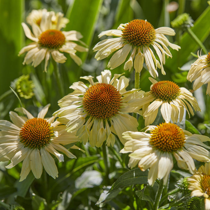 Buy Echinacea 'Mooodz Peace' online UK