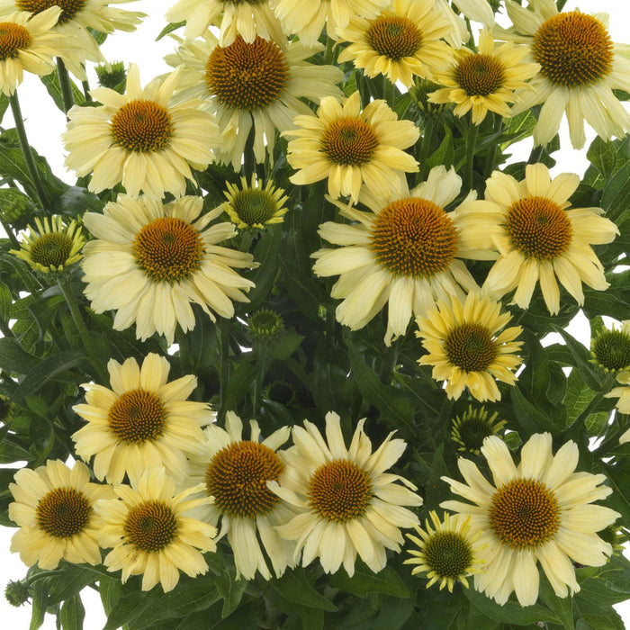 Buy Echinacea 'Mooodz Peace' online UK