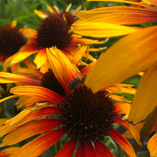 Buy Echinacea 'Parrot' online UK