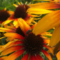 Buy Echinacea 'Parrot' online UK