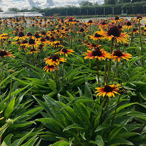 Buy Echinacea 'Parrot' online UK
