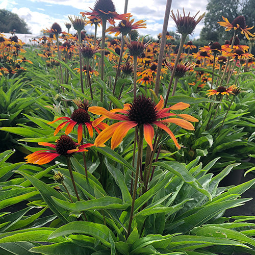 Buy Echinacea 'Parrot' online UK