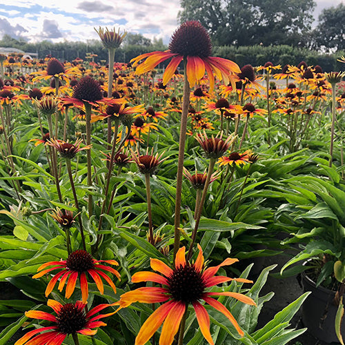 Buy Echinacea 'Parrot' online UK