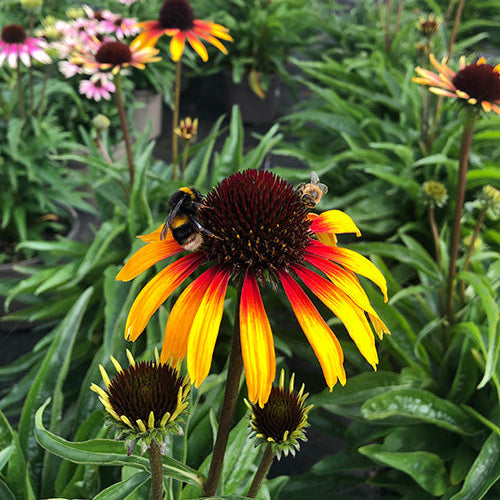 Buy Echinacea 'Parrot' online UK