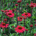 Buy Echinacea purpurea 'Sensation Pink' online UK