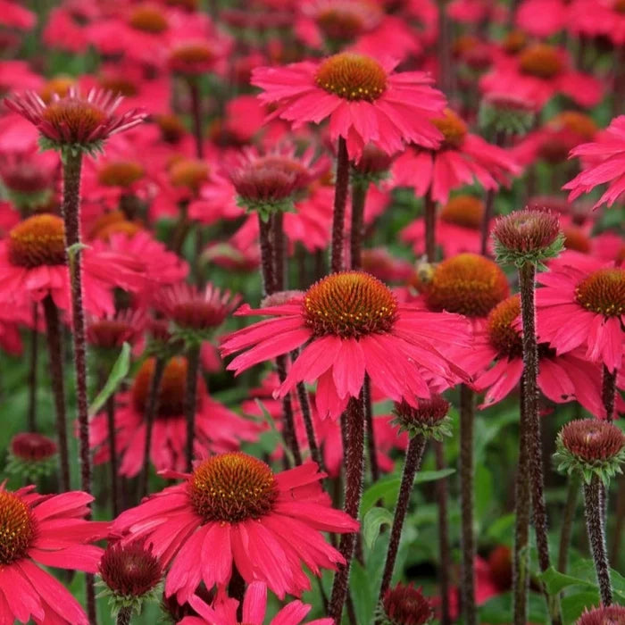 Buy Echinacea purpurea 'Sensation Pink' online UK