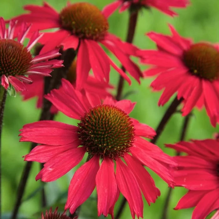 Buy Echinacea purpurea 'Sensation Pink' online UK