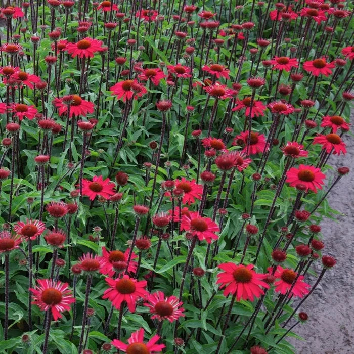 Buy Echinacea purpurea 'Sensation Pink' online UK