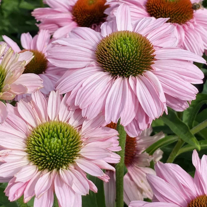 Buy Echinacea purpurea 'SunSeekers Blush' online UK