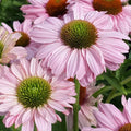 Buy Echinacea purpurea 'SunSeekers Blush' online UK