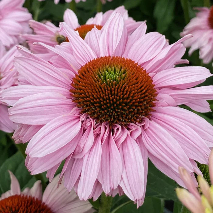 Buy Echinacea purpurea 'SunSeekers Blush' online UK