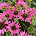 Buy Echinacea purpurea 'SunSeekers Bubblelicious' online UK