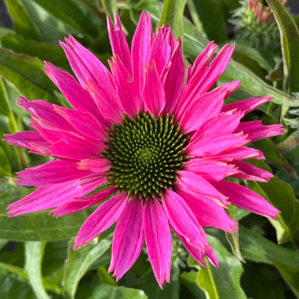 Buy Echinacea purpurea 'SunSeekers Bubblelicious' online UK