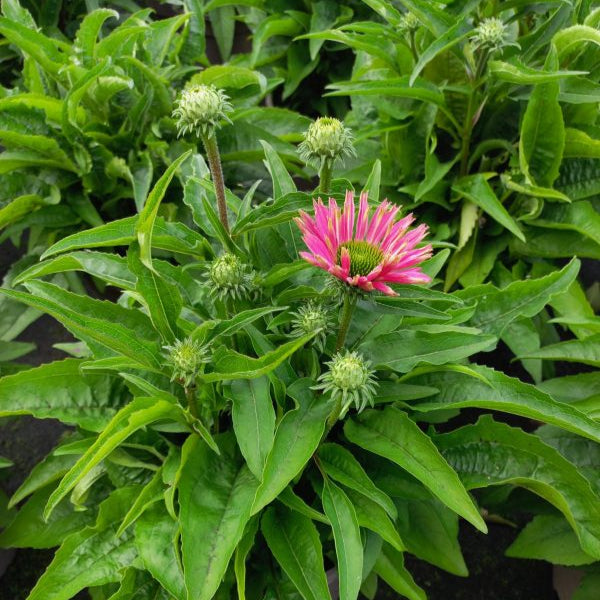 Buy Echinacea purpurea 'SunSeekers Bubblelicious' online UK