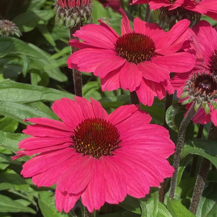 Buy Echinacea purpurea 'SunSeekers Carmine' online UK