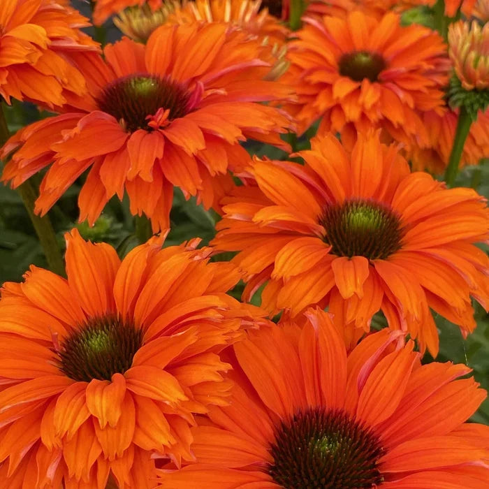 Buy Echinacea purpurea 'SunSeekers Mineola' online UK