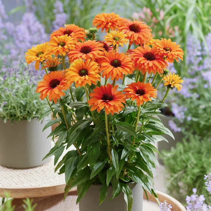 Buy Echinacea purpurea 'SunSeekers Mineola' online UK