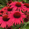 Buy Echinacea purpurea 'SunSeekers Pomegranate' online UK