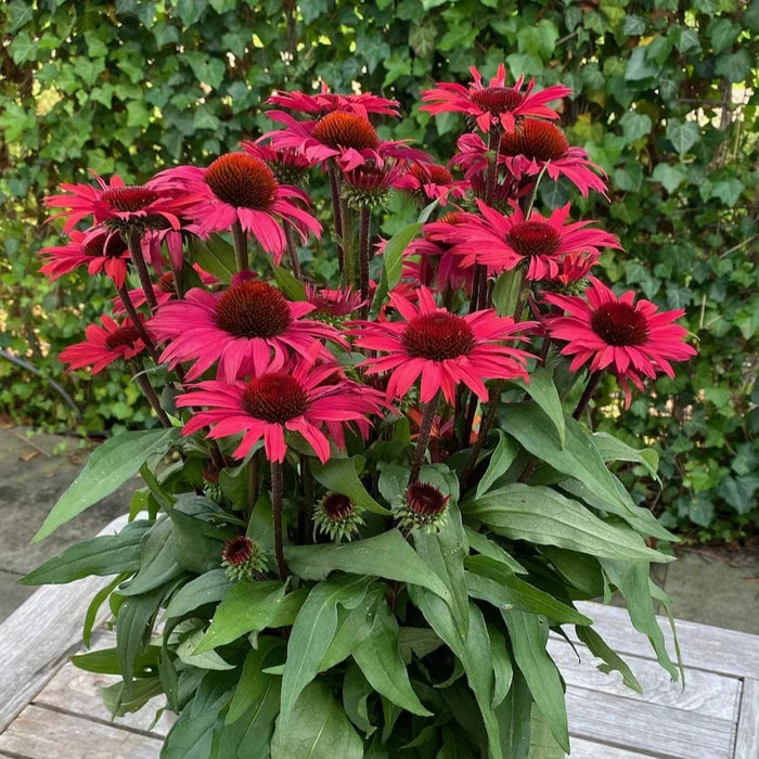 Buy Echinacea purpurea 'SunSeekers Pomegranate' online UK
