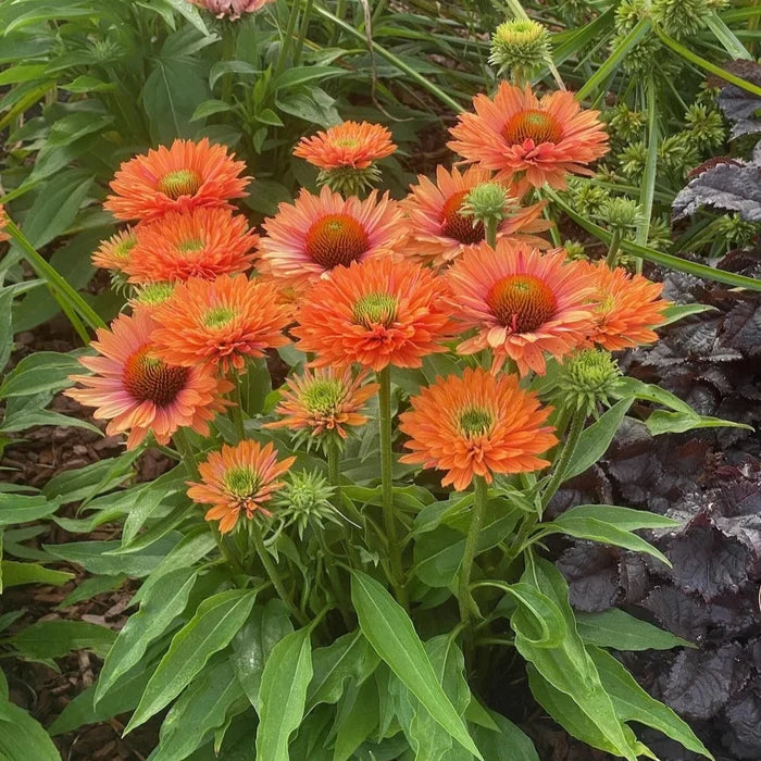 Buy Echinacea purpurea 'SunSeekers Pumpkin Pie' online UK