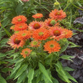 Buy Echinacea purpurea 'SunSeekers Pumpkin Pie' online UK