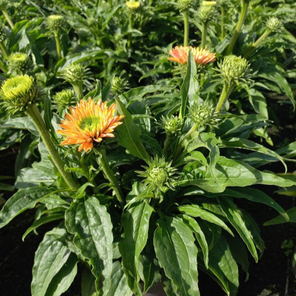 Buy Echinacea purpurea 'SunSeekers Pumpkin Pie' online UK