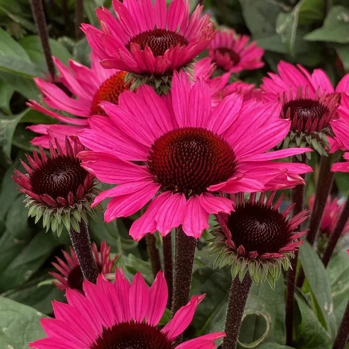 Buy Echinacea purpurea 'SunSeekers Purple Towers' online UK