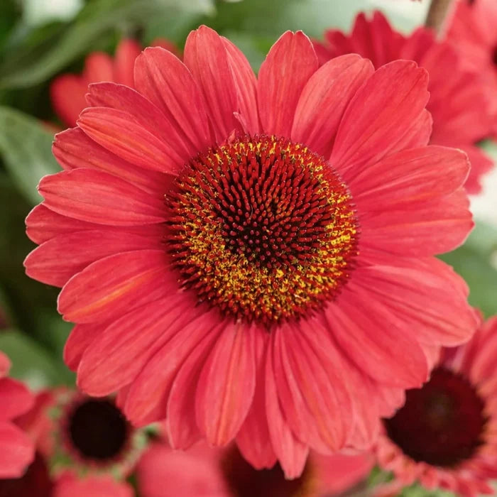 Buy Echinacea purpurea 'SunSeekers Red' online UK