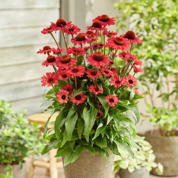 Buy Echinacea purpurea 'SunSeekers Red' online UK