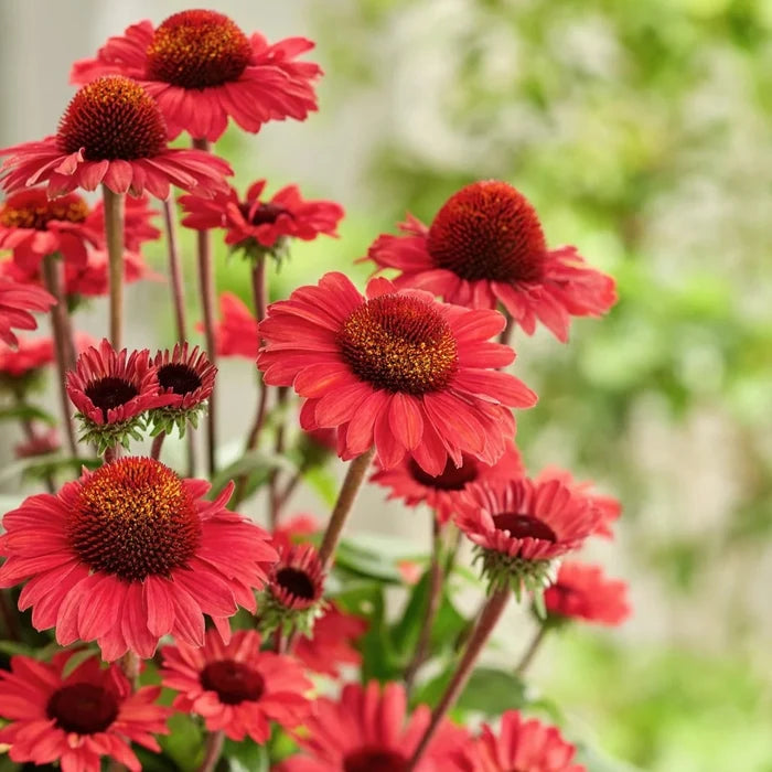 Buy Echinacea purpurea 'SunSeekers Red' online UK