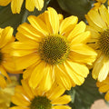 Buy Echinacea purpurea 'SunSeekers Yellow' online UK