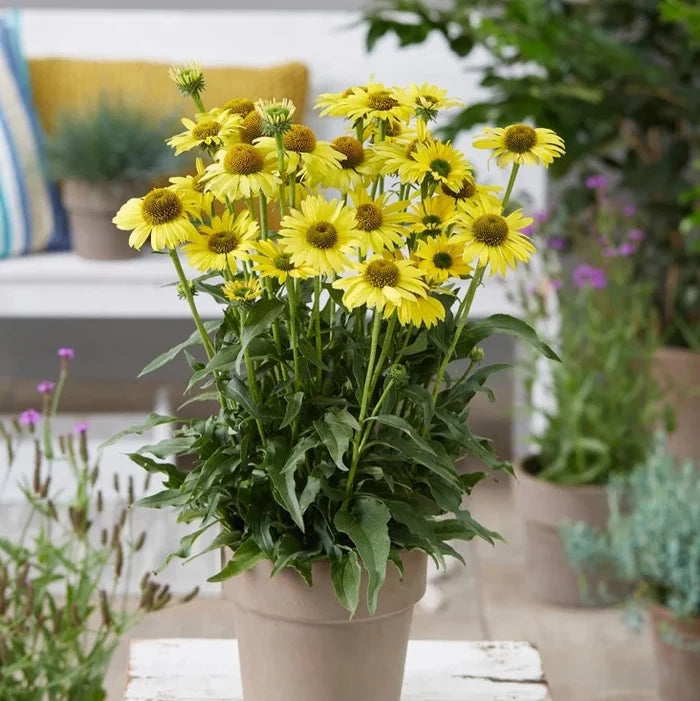 Buy Echinacea purpurea 'SunSeekers Yellow' online UK