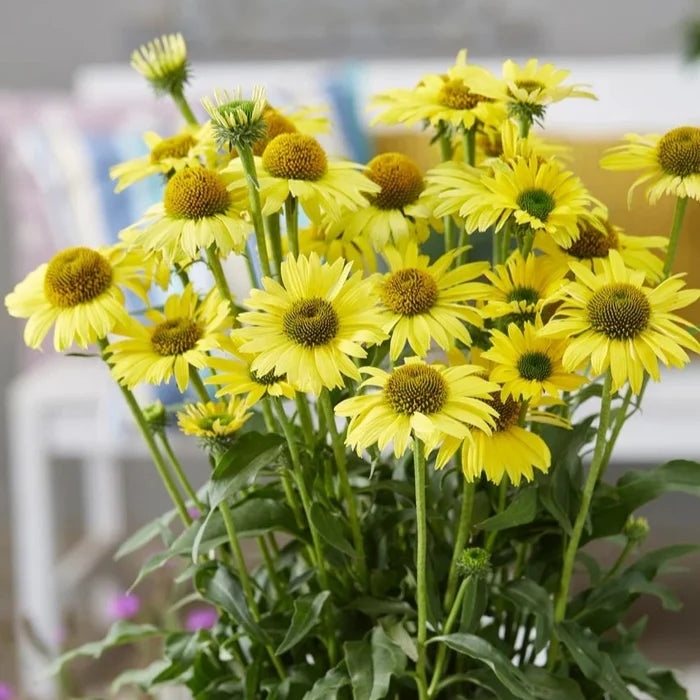 Buy Echinacea purpurea 'SunSeekers Yellow' online UK