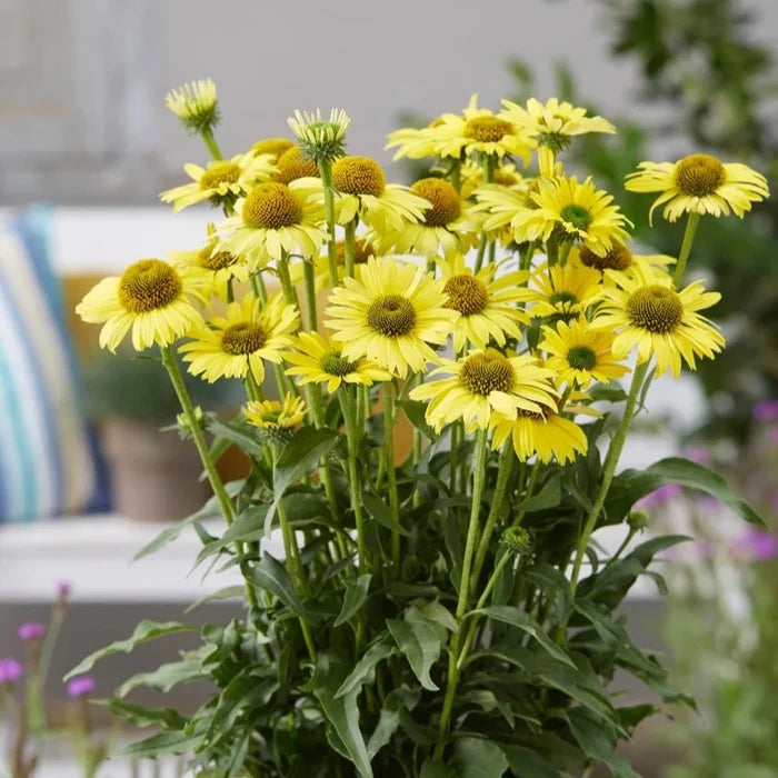Buy Echinacea purpurea 'SunSeekers Yellow' online UK