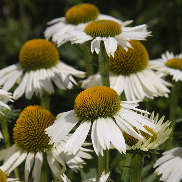 Buy Echinacea purpurea 'White Meditation' online UK