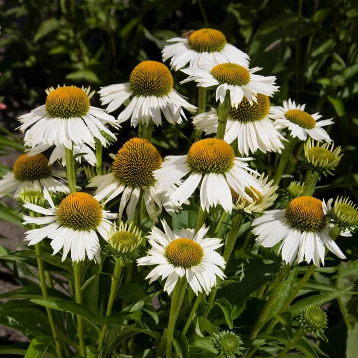 Buy Echinacea purpurea 'White Meditation' online UK