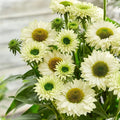 Buy Echinacea 'SunSeekers White Perfection' online UK