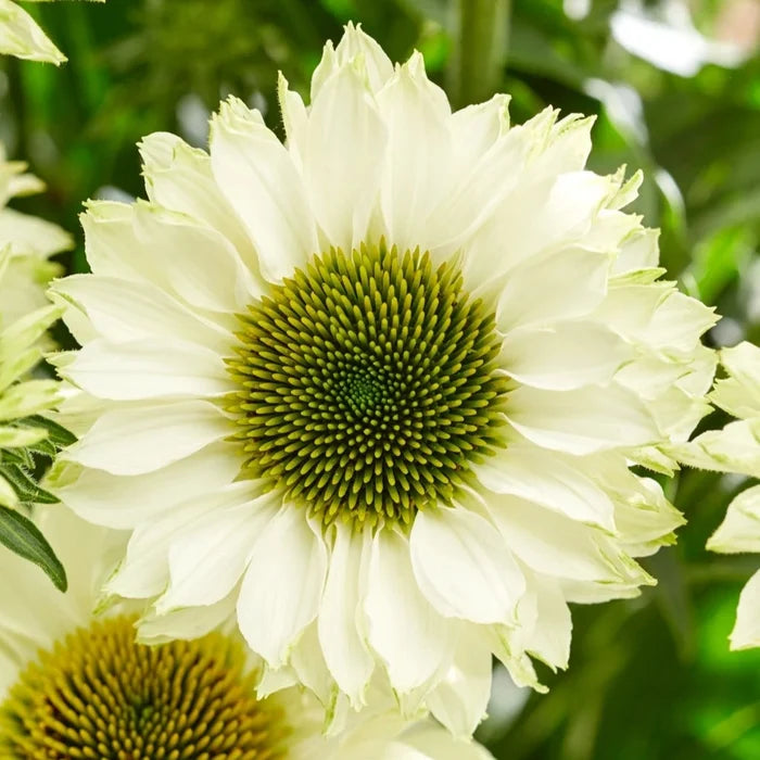 Buy Echinacea 'SunSeekers White Perfection' online UK