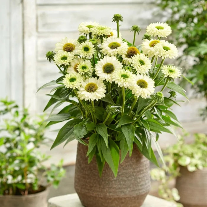 Buy Echinacea 'SunSeekers White Perfection' online UK